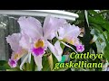 Cattleya gaskelliana. первое домашнее цветение.