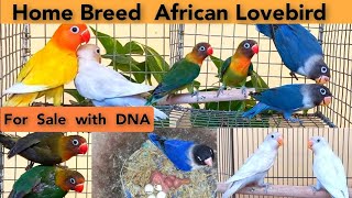 Home Breed African Lovebirds for sale with DNA in Chennai | VinVin Birds 7200153148
