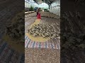 The Process Duck Feed Distribution in Large Poultry Houses