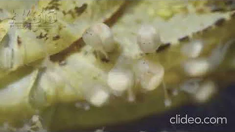 temnocephala sp sobre crustaceo