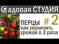 ПЕРЦЫ. Как увеличить урожай в 3 раза.