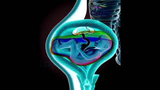 Watch a Baby Move Inside the Womb! ❤️ Realistic Pregnancy Animation #Shorts