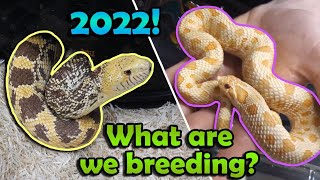 Snake Breeding Plans 2022!!