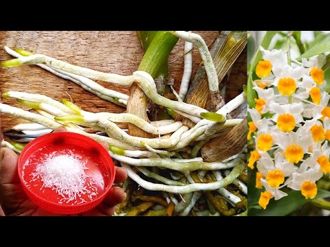 Fast rooting method for orchid plants | Do this treatment for your orchid plants