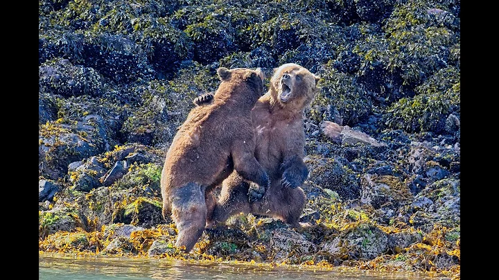 Epic Bear Fight - NO MUSIC...Full length **WARNING GRAPHIC CONTENT**