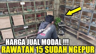 EDAN ! LEBIH GILA KIOS NASIKIN !!! BURUNG RAWATAN SUDAH NGEPUR DIJUAL CUMA 15 RIBU HARI INI