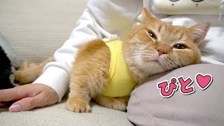 【手術〜退院】手術後で辛くても飼い主に甘えにきてくれる短足猫