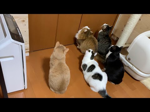 5匹そろうと和む猫