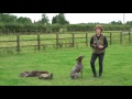 Training a German Shorthaired Pointer to ignore distractions during retrieves Training a German Shorthaired Pointer to ignore distractions during retrieves