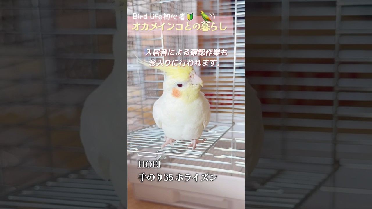 ケージ買い替え｜HOEI 手のり35 ホライズン🦜オカメインコが動きやすい