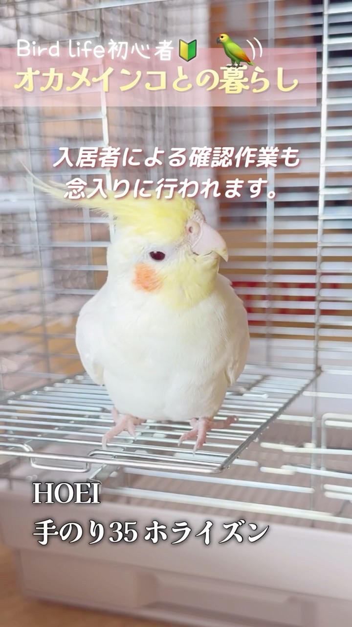 ケージ買い替え｜HOEI 手のり35 ホライズン🦜オカメインコが動きやすい
