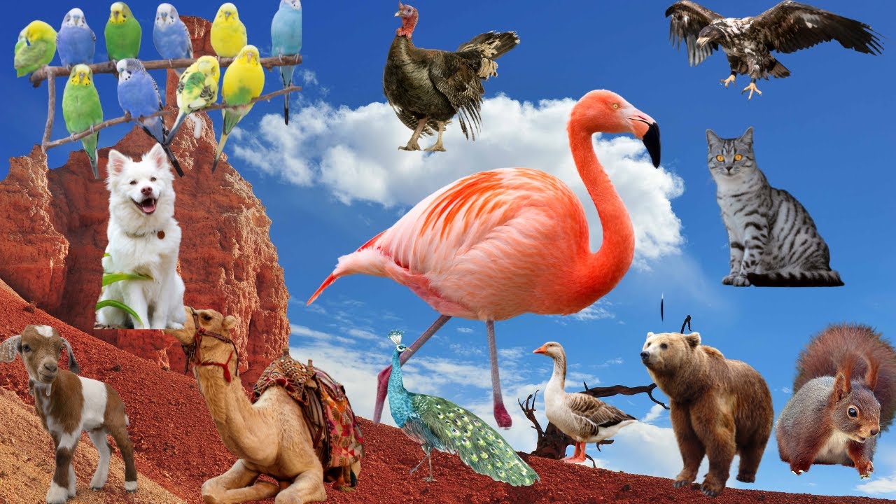 ANIMALS YOU CAN FIND NEAR YOU OR AT THE ZOO camel, turkey, bear, cat