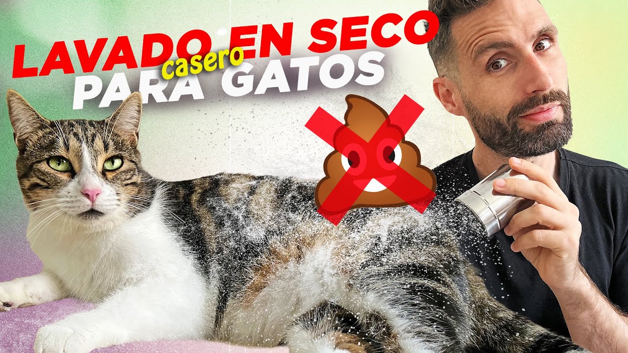 LIMPIEZA DE GATOS SIN AGUA con CHAMPÚ CASERO EN POLVO 😽🧼 ¡Adiós malos olores! |¿Vinagre para pulgas?