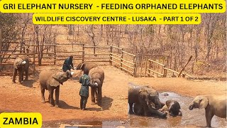 ORPHANED  ELEPHANTS FEEDING | WILDLIFE DISCOVERY CENTRE | GAME RANGERS | LUSAKA | ZAMBIA -1 | BINU screenshot 5