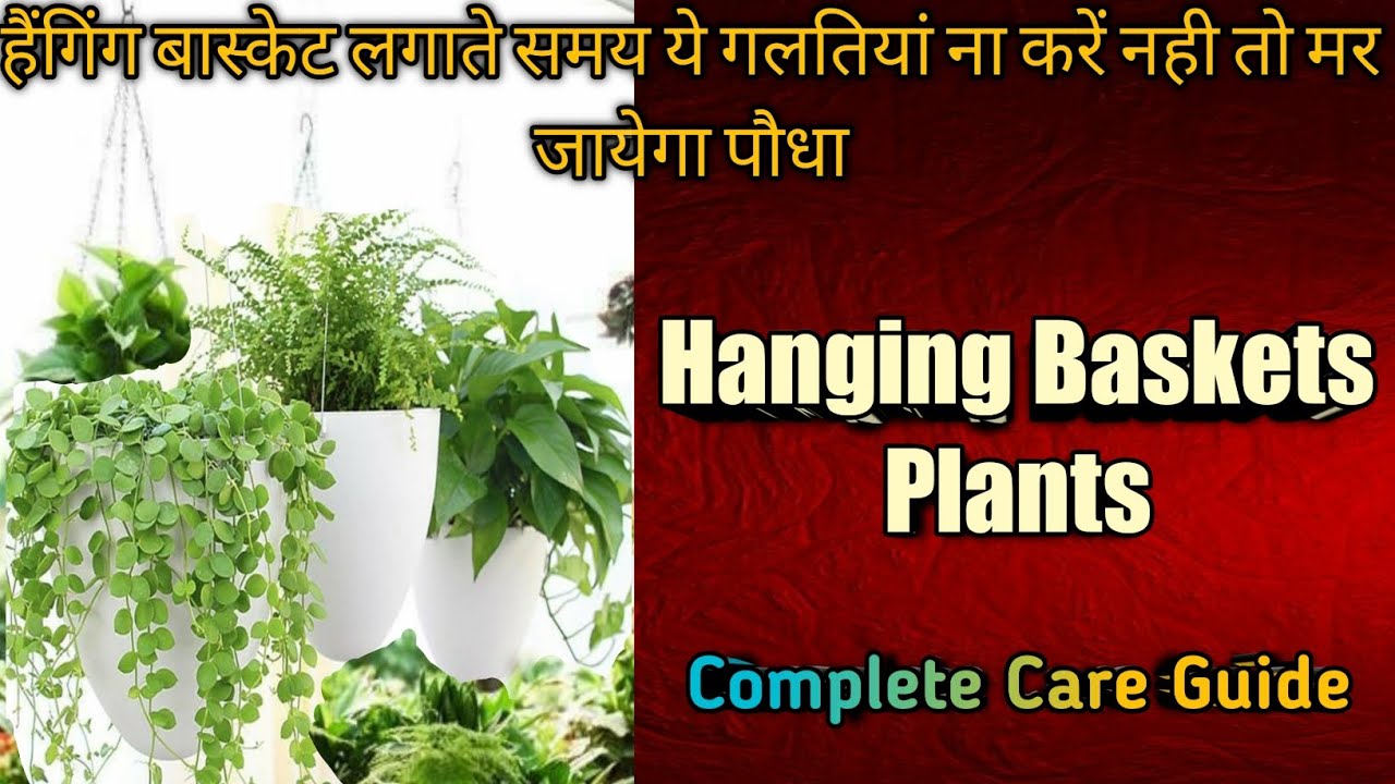 How To Make Hanging Basket For Plant l Hanging basket me plant kaise