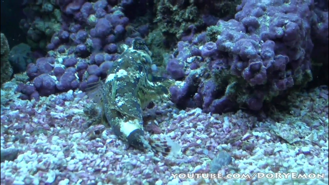 Scooter Blenny Finds Pellet Foods YouTube