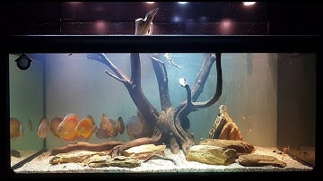 BỂ CÁ DĨA VŨ ĐIỆU HOANG DÃ