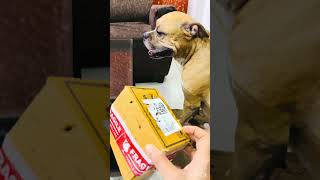 Tojo ki favourite 🤩 Icecream 🐶❤️😍