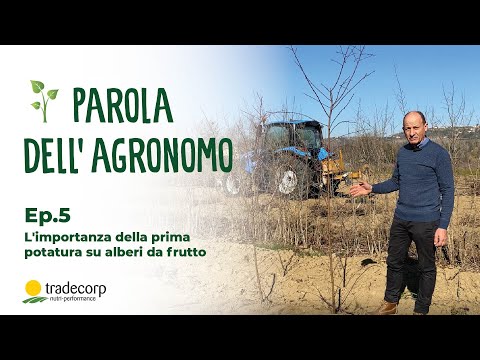 Parola dell'Agronomo - Ep. 5 L'importanza della prima potatura su alberi da frutto