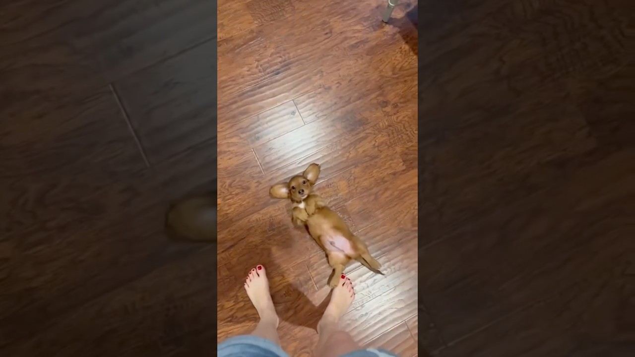 Aqui em casa é o marido que implora por carinho 😂 #carinho #cachorro #dog #humor #carente