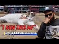 The Most PRIVILEGED Cat EVER!|Meet Francine🐱|804Pod Reacts