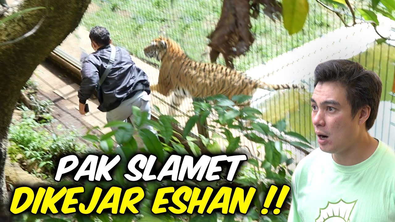 PAK SLAMET DIKEJAR HARIMAU ESHAN !!!