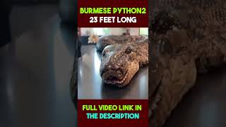 Burmese Python #facts #shorts #python