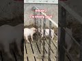 Piggy Battles at the Farm: Funny Livestock Moments #pigfarming #pigfeed #pig