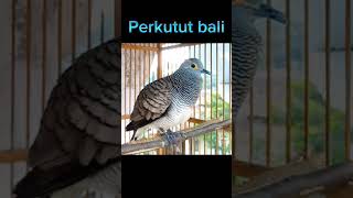 perkutut bali
