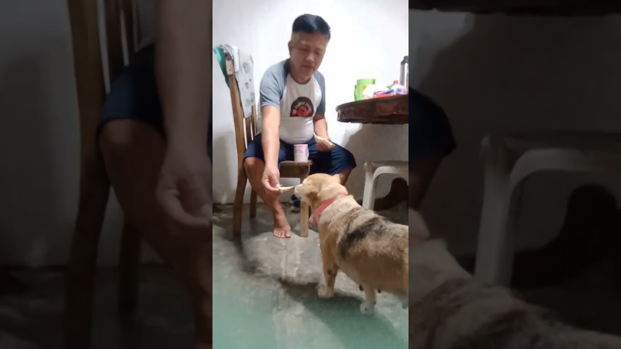 Ka pobreng driver  THE HESTORY of my amazeng dogie TUKOY