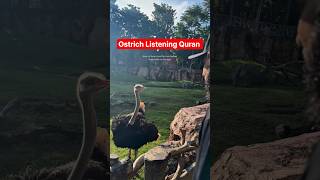 Ostrich Listening Quran