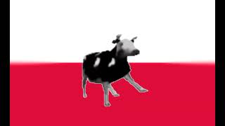 Polish cow (sped up)