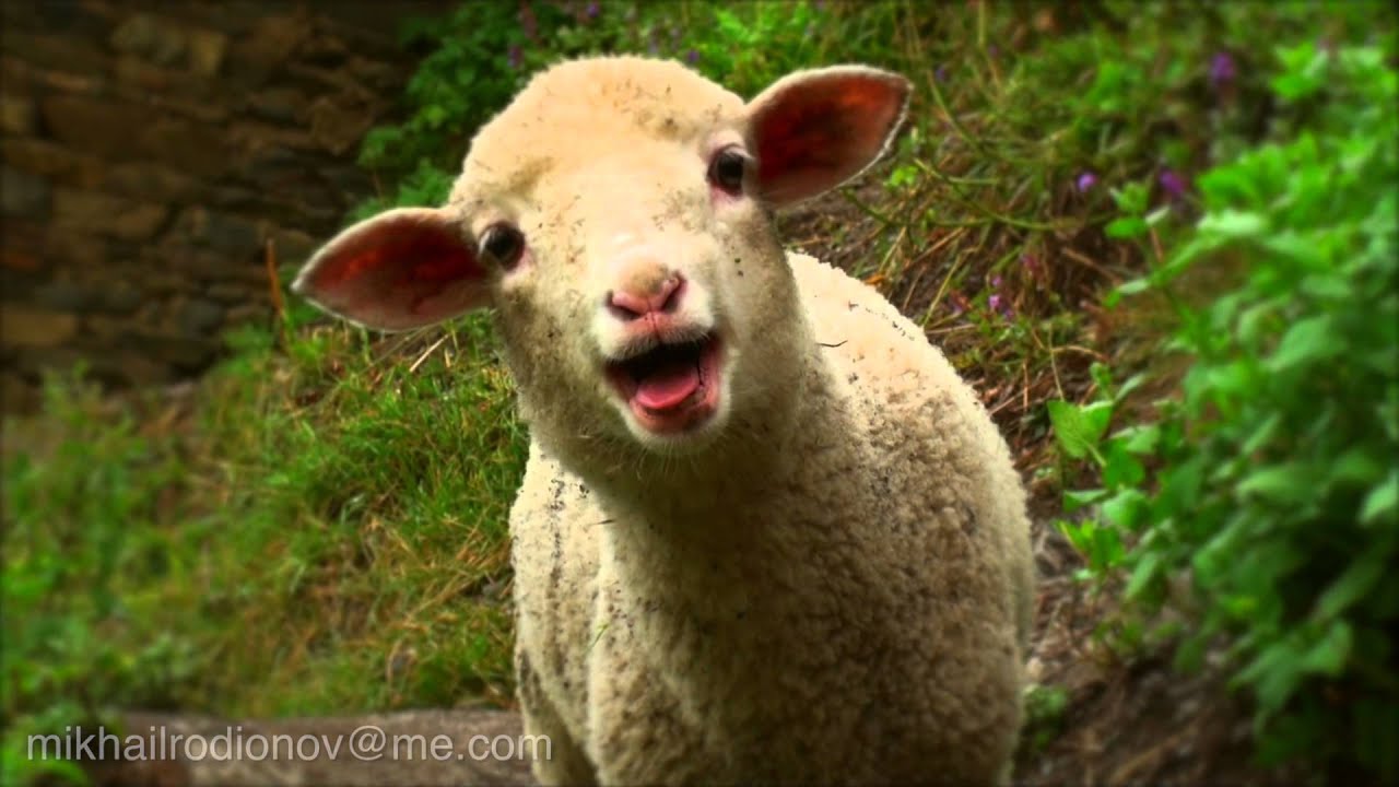 Funny little lamb YouTube