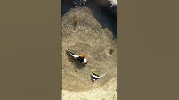 Cá hề nhiệt đới #short