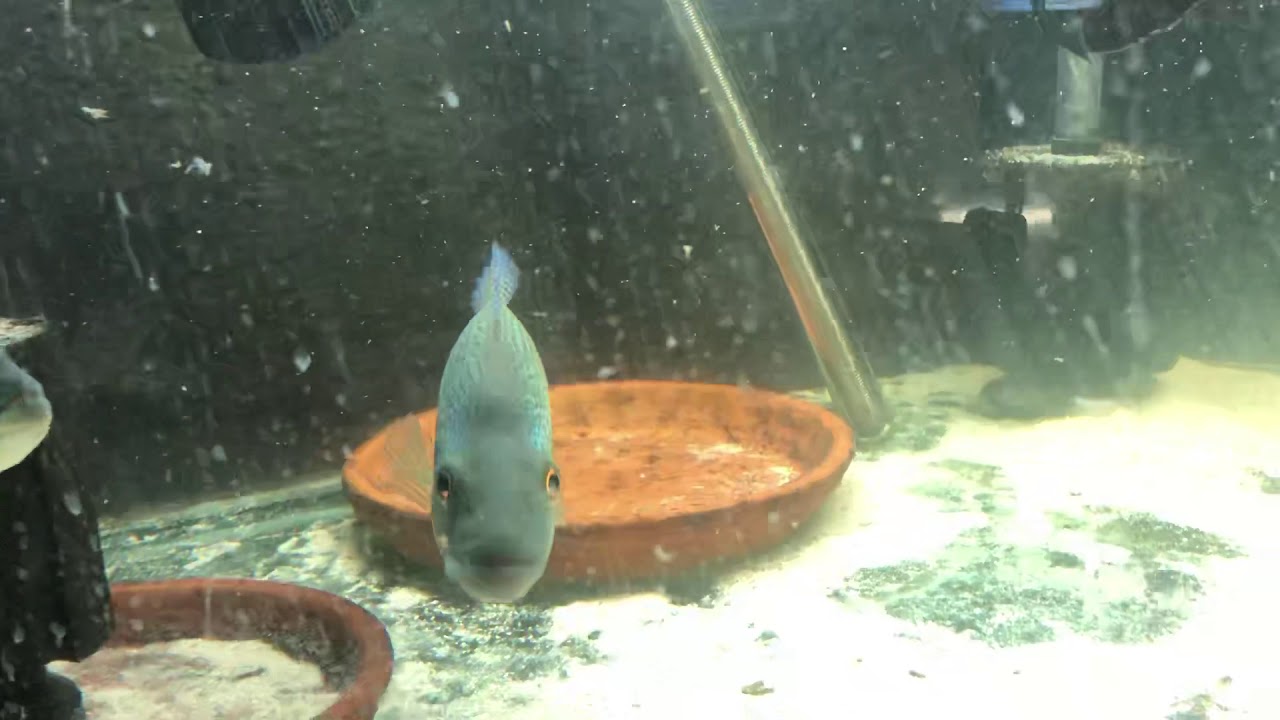 camera iphone 8 plus apk Wild caught 8” dovii stunning show male