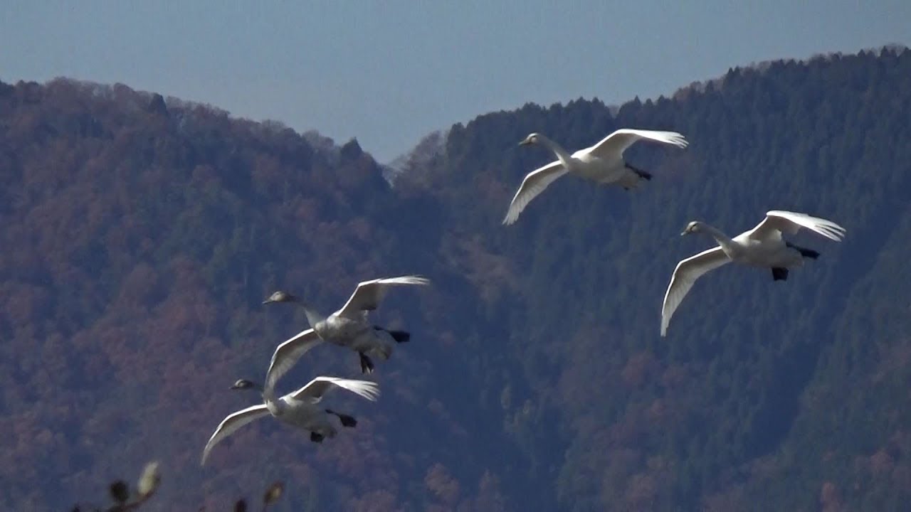 飛んでる白鳥 初めて見た気が Youtube