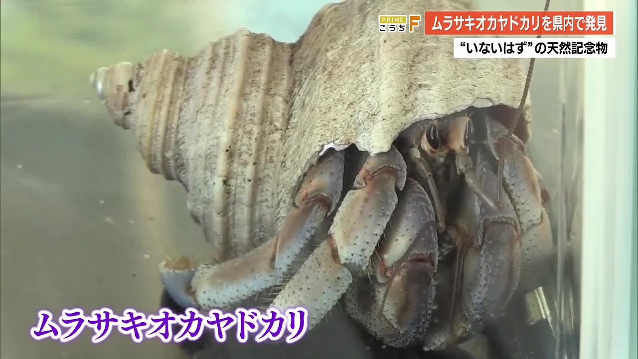 【高知】国の天然記念物「ムラサキオカヤドカリ」山中で発見 (25/07/25 17:50)