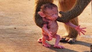 Daily Cuteness | Sweet Baby Monkeys LIVE | Love Monkey