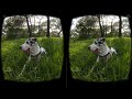 Perros en realidad virtual | VR Experience #39