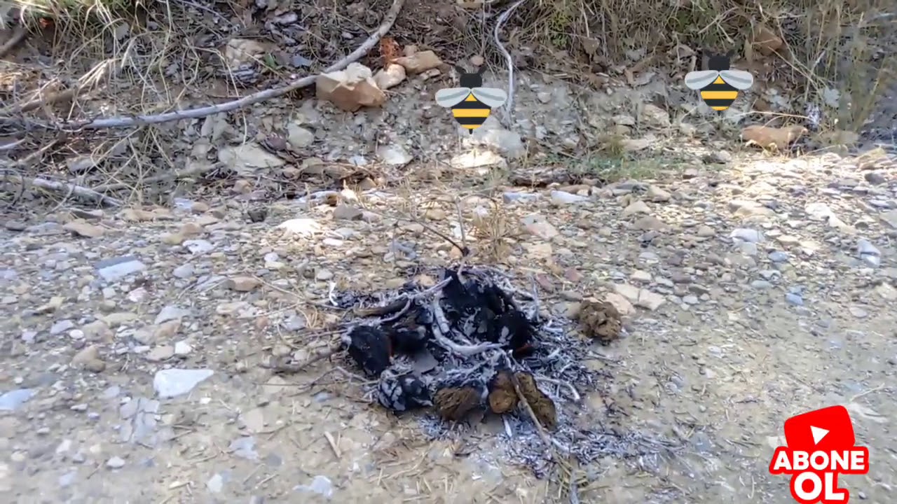 Dagda dogal bal  arısı 🐝 varmı yokmu nasıl anlanır adım adım part 1