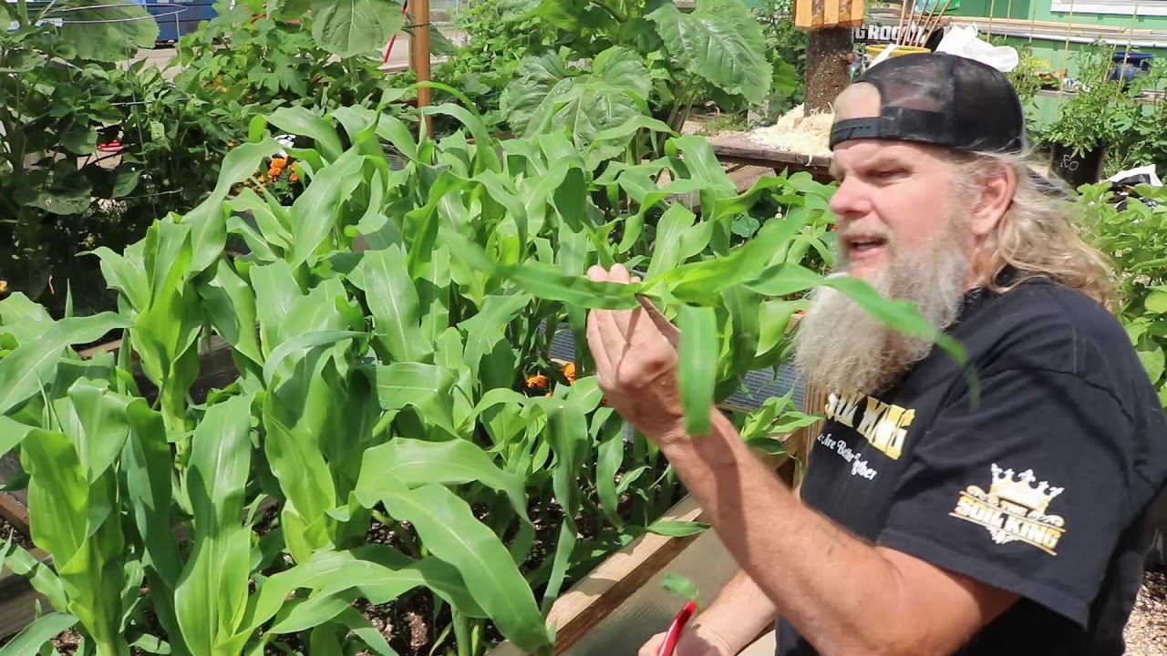 How To Manicure Corn To Increase Yields