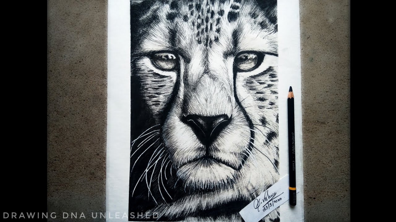 GONE IN A FLASH | CHEETAH DRAWING - Large - Jess Ridley Art