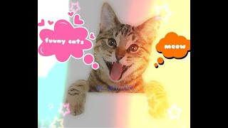 funny cats _cat reaction to playing toy ..reaction compilation by Cat Lovers club 96 views 4 years ago 10 minutes, 37 seconds