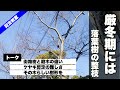 冬の落葉樹剪定、ケヤキを題材にトーク。街路樹と庭木の違いなど（剪定教室　欅・けやき）