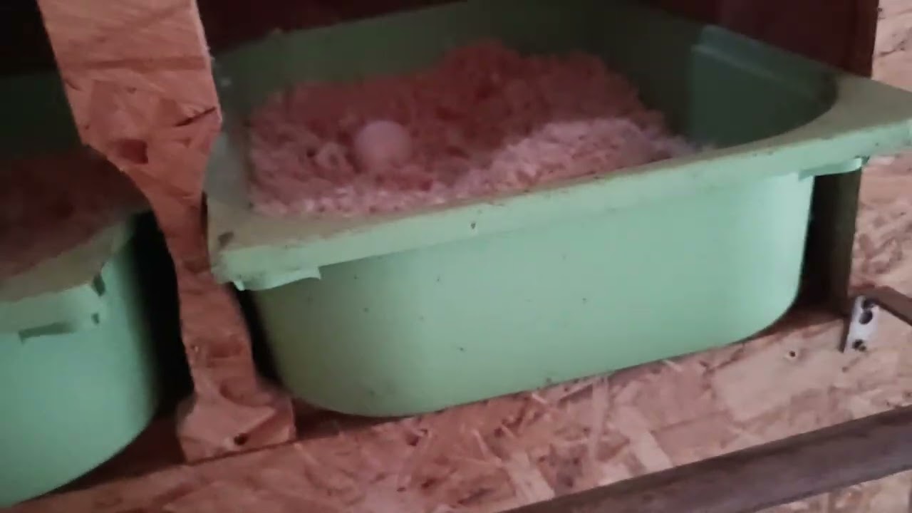 Der neue Hühnerstall - Wie er jetzt aussieht...