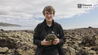 How to go on a rockpool adventure
