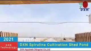 طريقة زراعة السبرولينا من DXN
