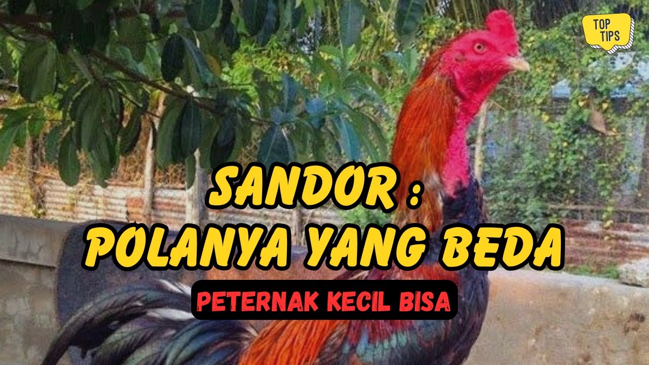 Belajar dari Ayam Sandor: Pola Perawatan Sederhana yang Bisa Ditiru Peternak Kecil