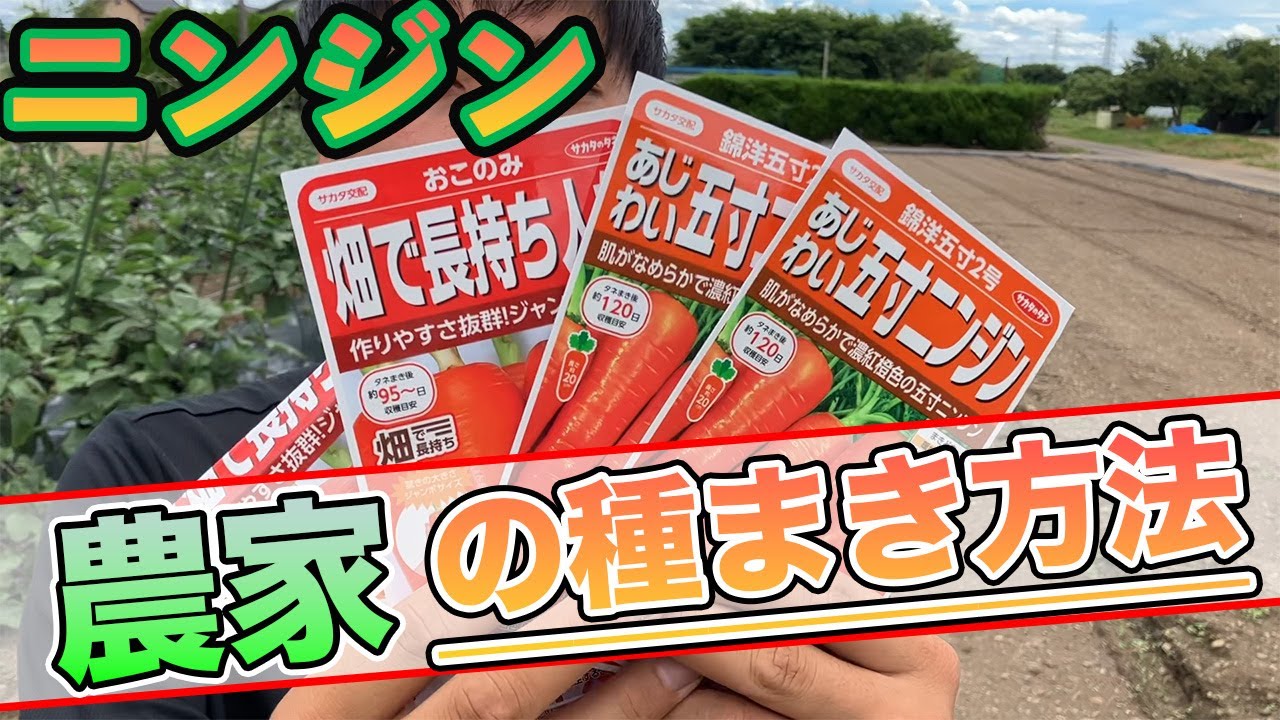 【ニンジン】最初が肝心！人参の育て方　種の撒き方について