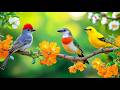 Master Your Focus Birdsong Piano For Calm Concentration 